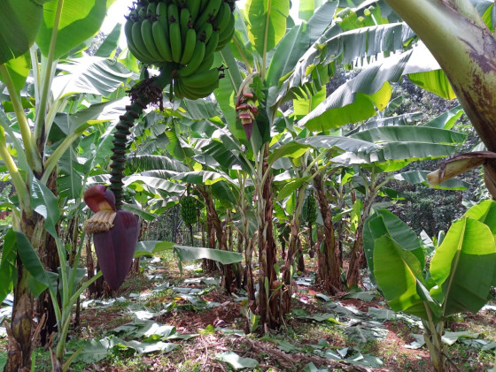 Banana plantation in Nyakach.