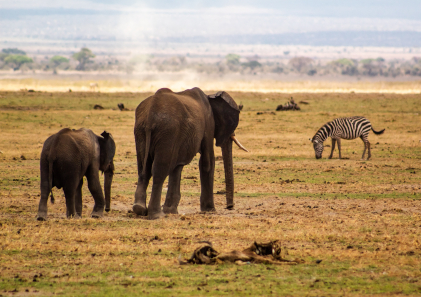 two elephants and the carcass of a gnu; a zebra and some trees in the background