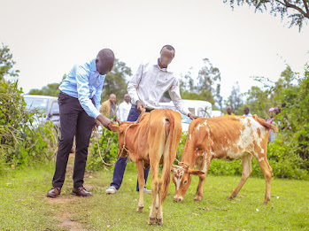 Two men with two cows, with more people looking from further away