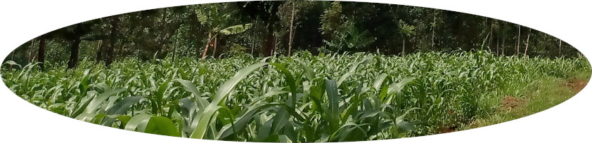 Maize field near Kisii